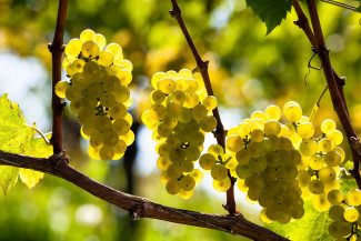 Trauben im Weinberg