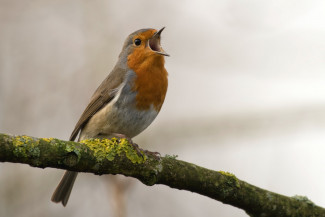 Singvogel